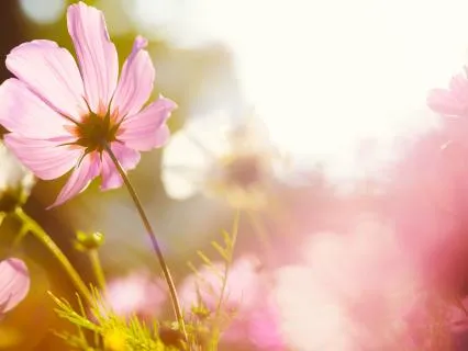 Meditation For Inner Peace And Acceptance