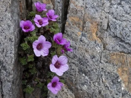 Meditation For Inner Refuge