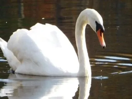 Meditation For Inner Wisdom