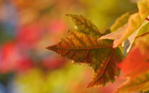 Meditation For Integrating Anger And Shame In Your Shadow