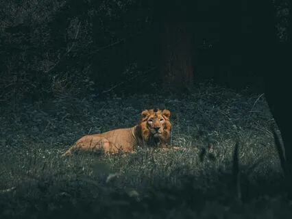 Meditation For Leo Moon