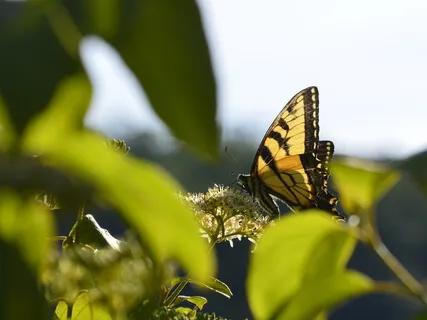 Meditation For Lightening A Heavy Heart