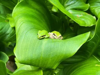 Meditation For Love And Connection: Soulmate Attraction