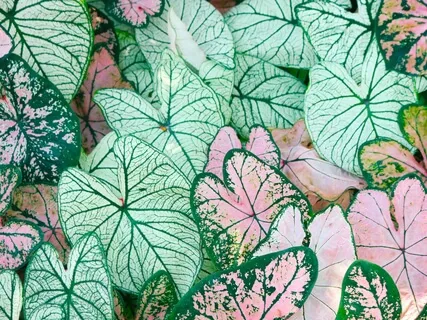 Exercise For Optimal Health