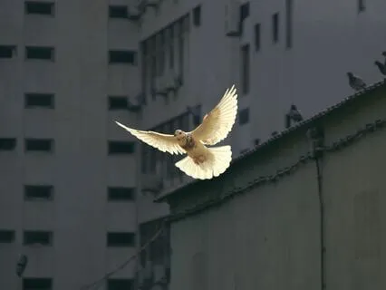 Meditation For Peace During Turmoil