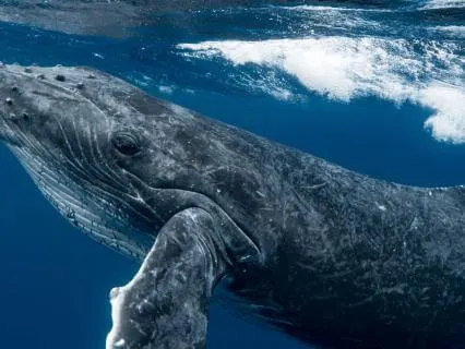 Meditation For Peace