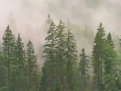 Meditation For Potent Grounding And Intentional Release