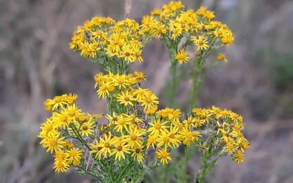 Meditation For Presence 