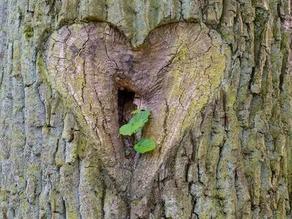 Meditation For Relationship Repair And Inner Peace