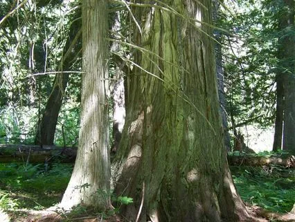 Meditation For Releasing And Healing Emotional Wounds