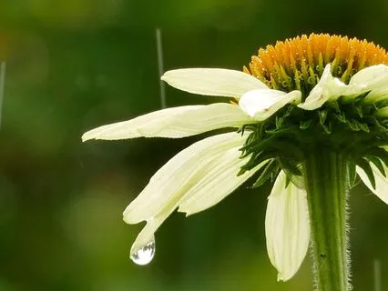 Meditation For Releasing Fear & Anxiety