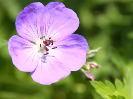 Meditation For Renewal - A Fresh Start