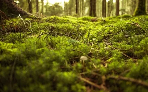 Meditation For Safety & Comfort (Trauma-Informed, Guided)