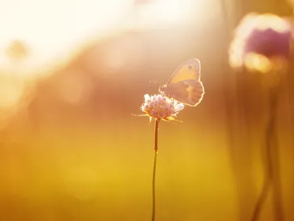 Meditation For Self-Care