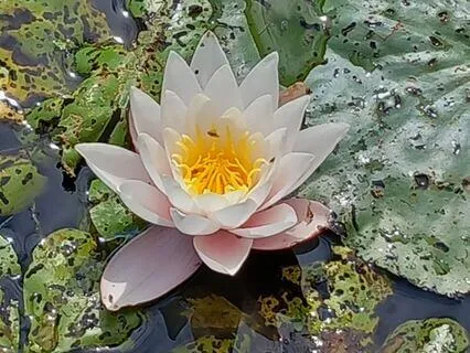 Meditation for Selvaccept Og Selvværd