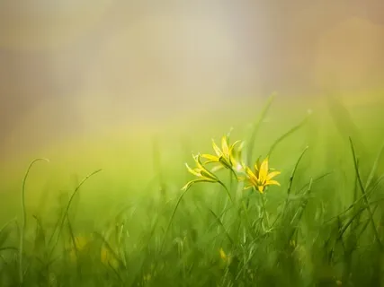 Meditation For Serenity