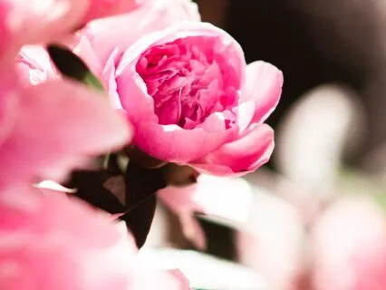 Meditation For Softening
