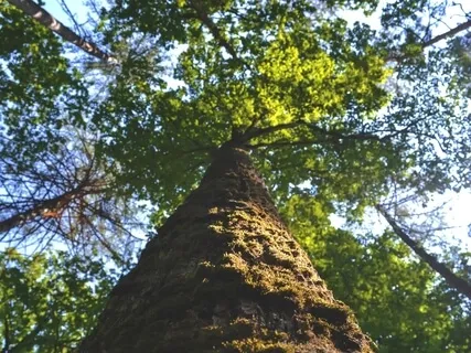 Meditation For Strength