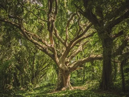 Meditation For Surrender & Real Ease (Release)