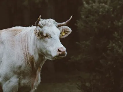 Meditation For Taurus Moon