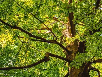 Meditation For The Nervous System