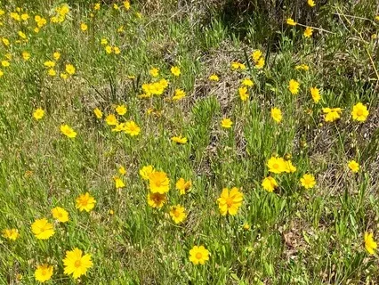 Meditation For The Overthinking Mind & Sound Healing Therapy