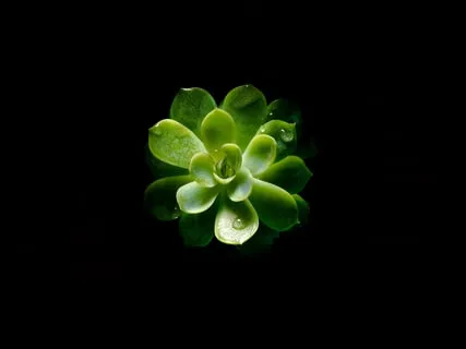 Meditation For The Senses