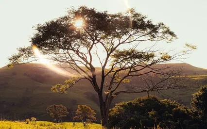 Meditation For The Spiritual Evolution Of Humanity