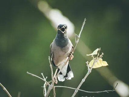 Meditation For Thyroid Health / Self-Expression