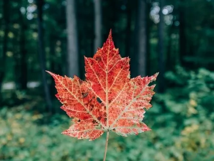 Meditation For Transition