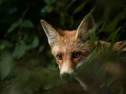 Meditation For Virgo Moon