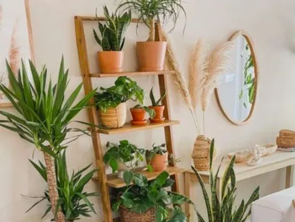 Meditation For Watering Plants