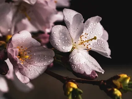 Meditation For Wedding Planning Stress