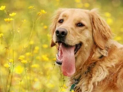 Do This Meditation When A Pet Passes Away