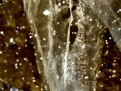 Meditation For Wind Quintet (Suspended Version)