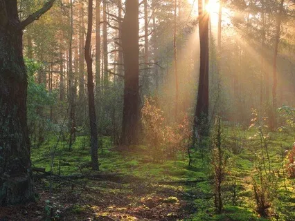 Meditation From Finding Someone To Insult You