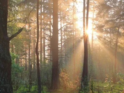 Meditation From Letting Nature Bring Peace
