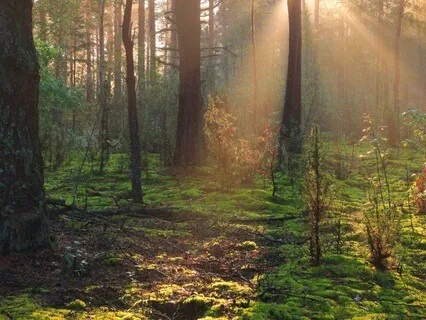 Meditation From Not This Not That