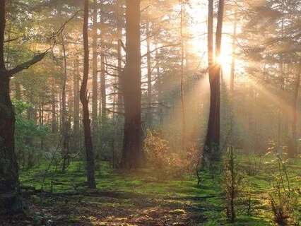 Meditation From The Three Elements Of Peace