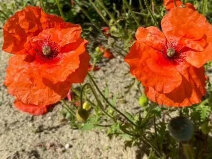 Meditation: Healing From Narcissistic Abuse