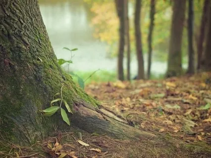 Meditation i naturen, der giver dig en tæt forbindelse til de fire elementer.