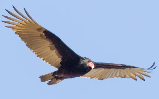 Meditation - If You Are Anxious, Listen To This