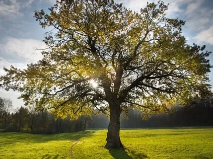 Meditation, In Group Or Individual?