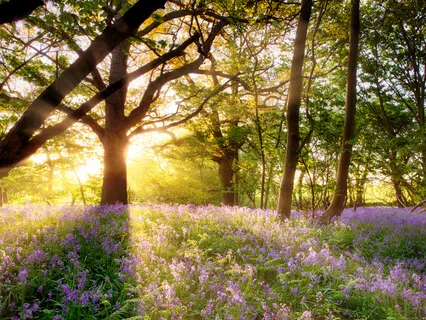 Meditation In The Body, In Yourself, And In Life