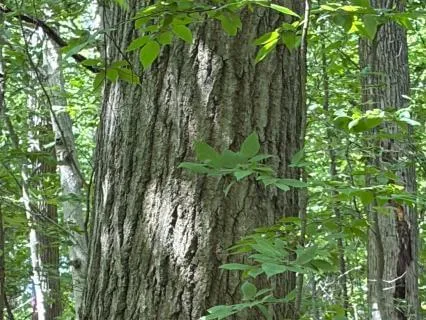 Meditation In The Forest