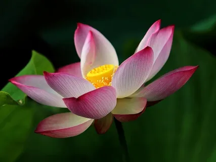 Meditation In Zen Garden | 432Hz