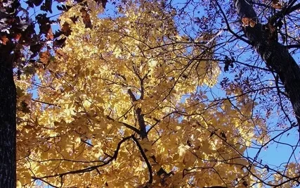 Meditation Instructions For Beginners