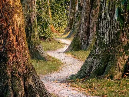 Meditation Instructions On Revealing The Knower And Knowing