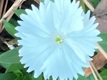 Meditation Interconnection Interbeing Being In Relationship