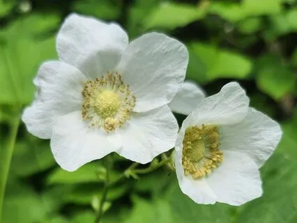 Meditation Into Your Heart Space